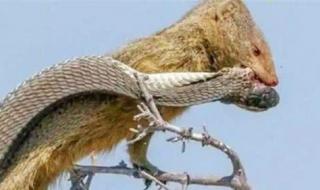 眼镜蛇最害怕的动物